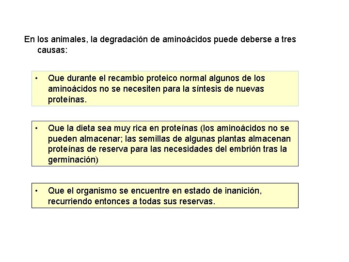 En los animales, la degradación de aminoácidos puede deberse a tres causas: • Que