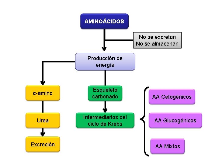 AMINOÁCIDOS No se excretan No se almacenan Producción de energía α-amino Esqueleto carbonado Urea