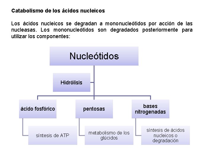 Catabolismo de los ácidos nucleicos Los ácidos nucleicos se degradan a mononucleótidos por acción