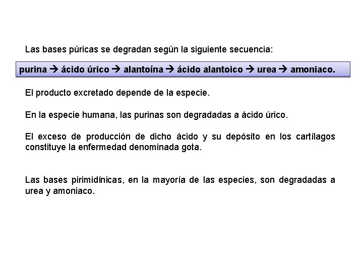Las bases púricas se degradan según la siguiente secuencia: purina ácido úrico alantoína ácido