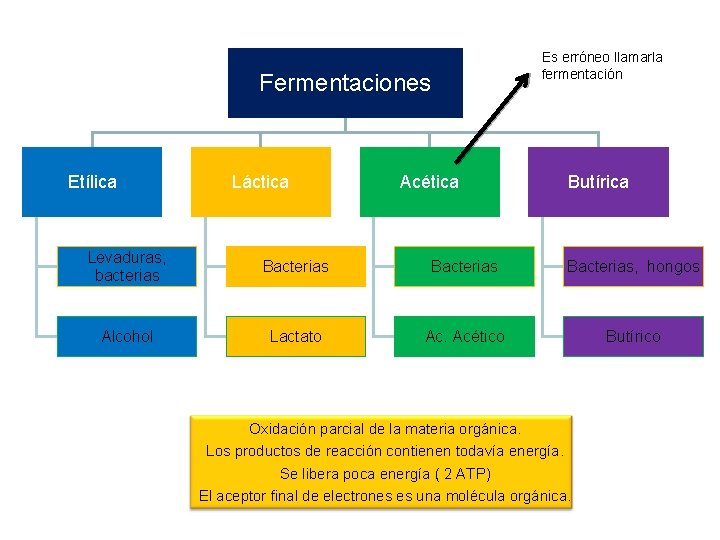 Fermentaciones Etílica Láctica Es erróneo llamarla fermentación Acética Butírica Levaduras, bacterias Bacterias, hongos Alcohol