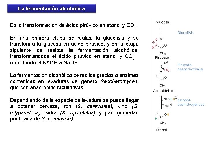 La fermentación alcohólica Es la transformación de ácido pirúvico en etanol y CO 2.
