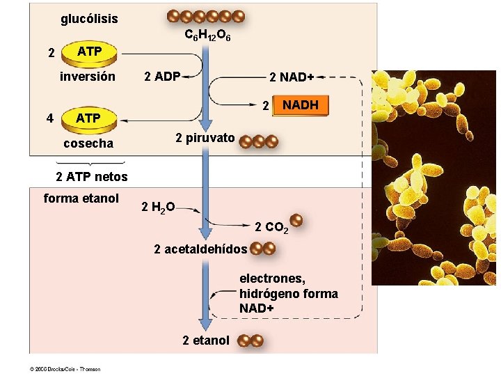 glucólisis C 6 H 12 O 6 2 ATP inversión 4 2 ADP 2
