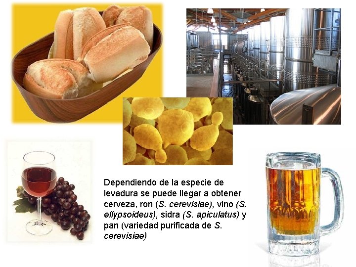 Dependiendo de la especie de levadura se puede llegar a obtener cerveza, ron (S.