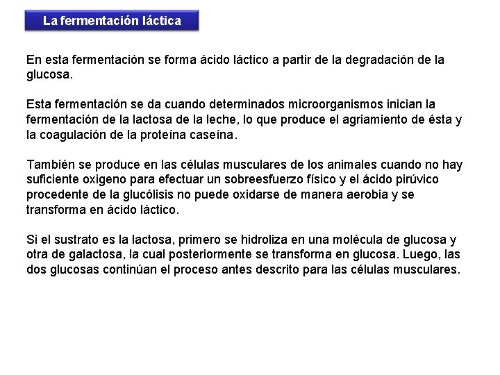 La fermentación láctica En esta fermentación se forma ácido láctico a partir de la