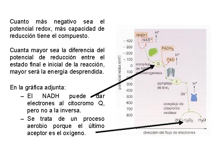 Cuanto más negativo sea el potencial redox, más capacidad de reducción tiene el compuesto.