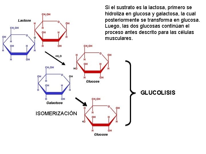 Si el sustrato es la lactosa, primero se hidroliza en glucosa y galactosa, la