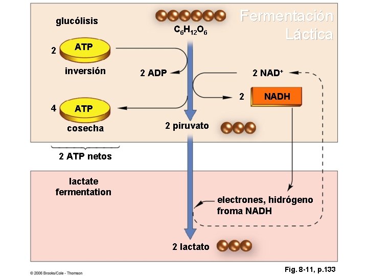 glucólisis 2 C 6 H 12 O 6 ATP inversión Fermentación Láctica 2 ADP