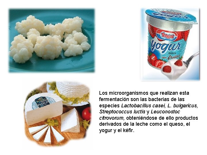 Los microorganismos que realizan esta fermentación son las bacterias de las especies Lactobacillus casei,