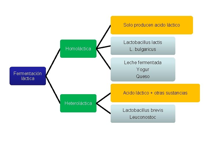Solo producen acido láctico Homoláctica Lactobacillus lactis L. bulgaricus Leche fermentada Yogur Fermentación láctica