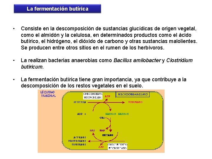 La fermentación butírica • Consiste en la descomposición de sustancias glucídicas de origen vegetal,