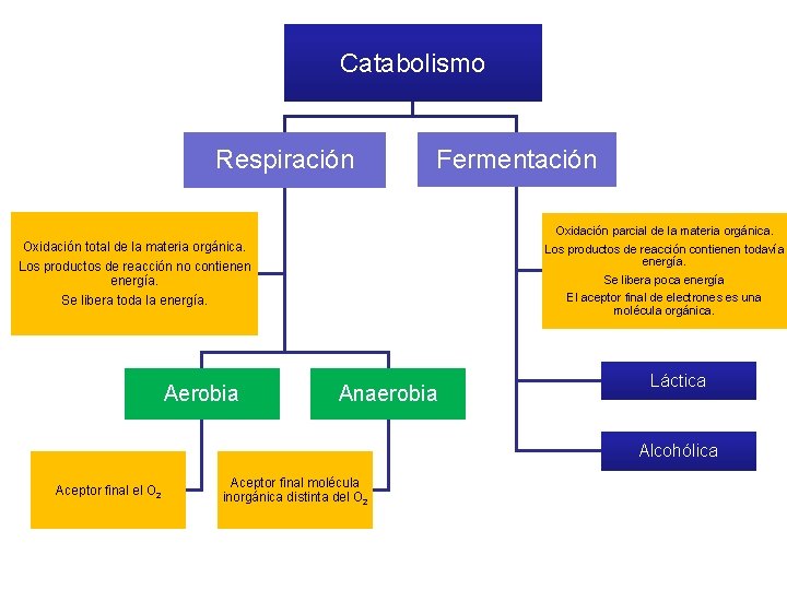Catabolismo Respiración Fermentación Oxidación parcial de la materia orgánica. Oxidación total de la materia