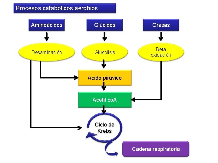 Procesos catabólicos aerobios Aminoácidos Glúcidos Grasas Desaminación Glucólisis Beta oxidación Acido pirúvico Acetil co.