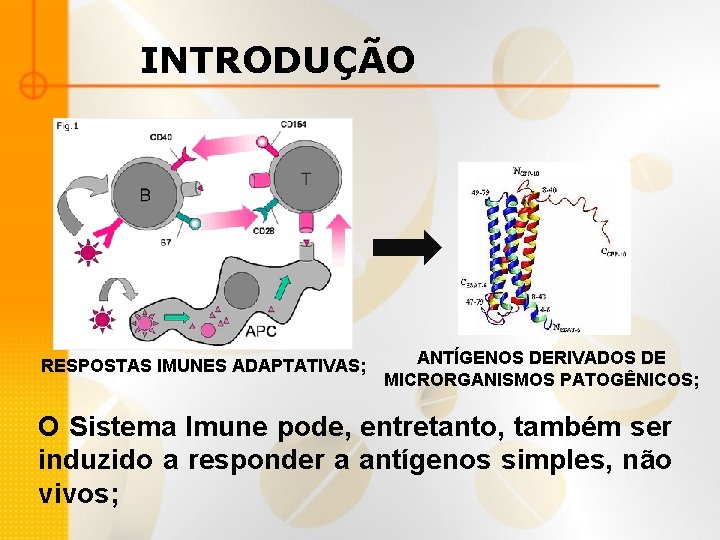 INTRODUÇÃO RESPOSTAS IMUNES ADAPTATIVAS; ANTÍGENOS DERIVADOS DE MICRORGANISMOS PATOGÊNICOS; O Sistema Imune pode, entretanto,
