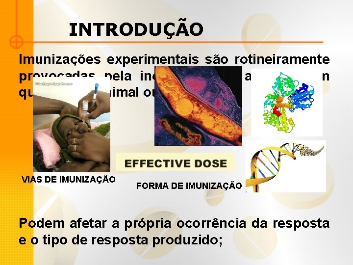 INTRODUÇÃO Imunizações experimentais são rotineiramente provocadas pela inoculação do antígeno em questão no animal