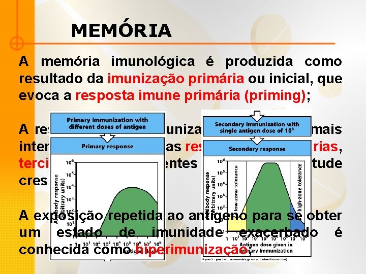 MEMÓRIA A memória imunológica é produzida como resultado da imunização primária ou inicial, que
