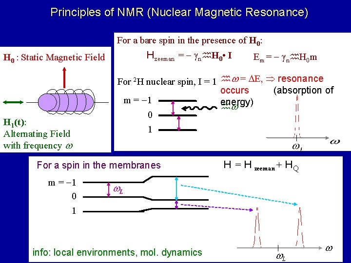 Principles of NMR (Nuclear Magnetic Resonance) For a bare spin in the presence of