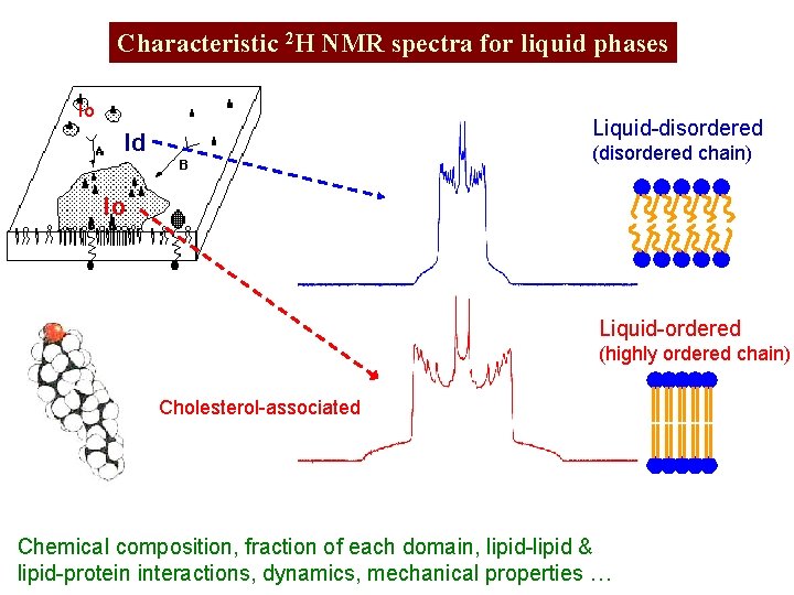 Characteristic 2 H NMR spectra for liquid phases lo Liquid-disordered ld (disordered chain) lo