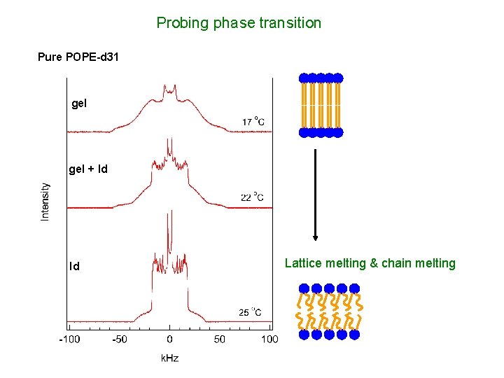 Probing phase transition Pure POPE-d 31 gel + ld ld Lattice melting & chain