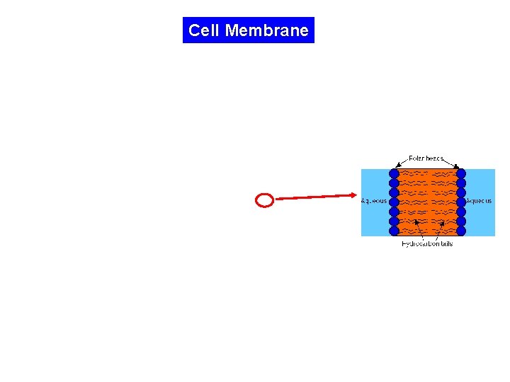 Cell Membrane 