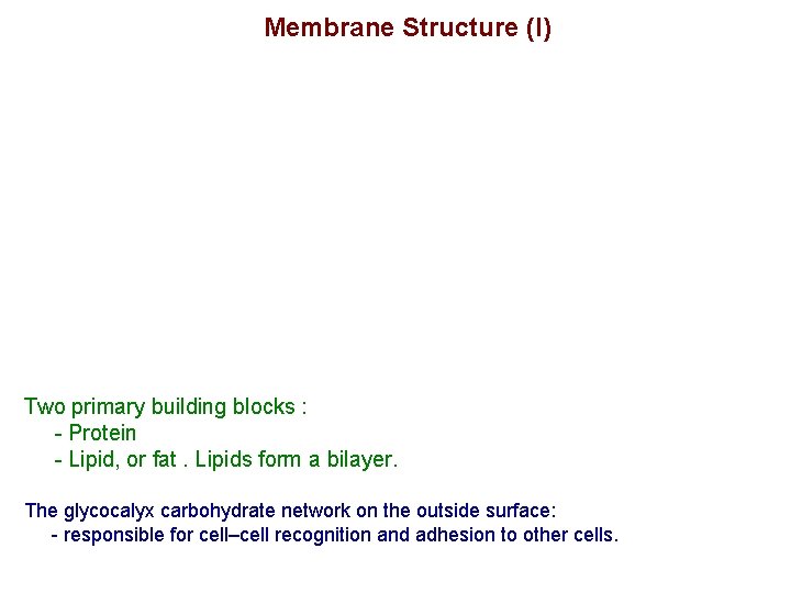 Membrane Structure (I) Two primary building blocks : - Protein - Lipid, or fat.