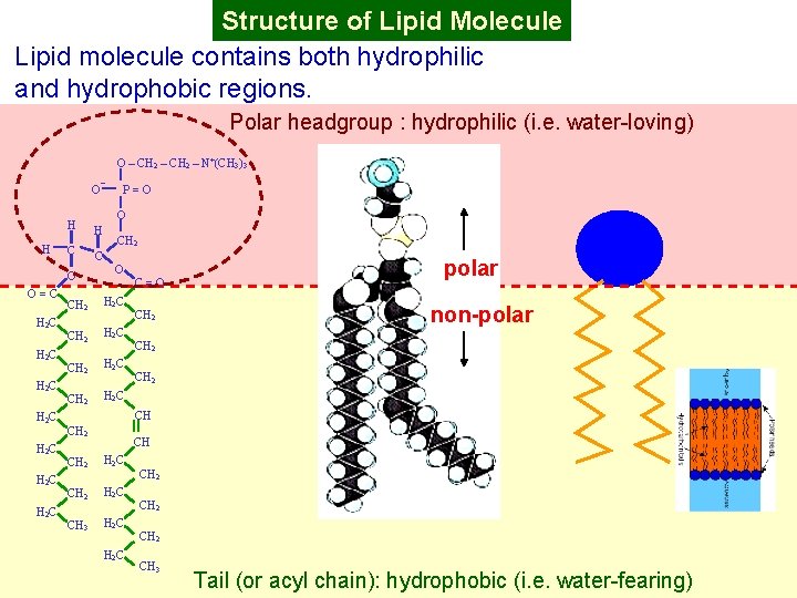 Structure of Lipid Molecule Lipid molecule contains both hydrophilic and hydrophobic regions. Polar headgroup