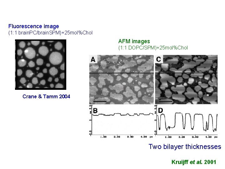Fluorescence image (1: 1 brain. PC/brain. SPM)+25 mol%Chol AFM images (1: 1 DOPC/SPM)+25 mol%Chol