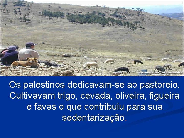 Os palestinos dedicavam-se ao pastoreio. Cultivavam trigo, cevada, oliveira, figueira e favas o que
