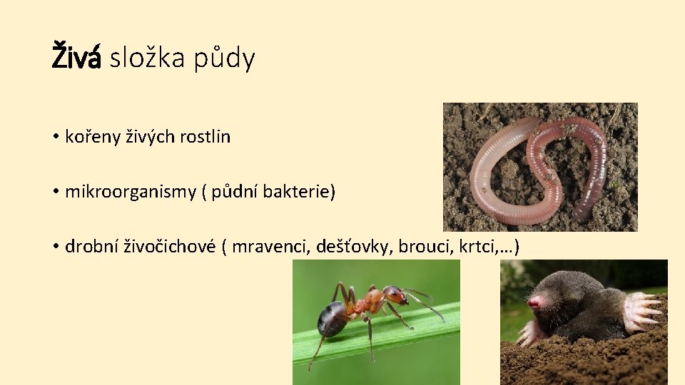Živá složka půdy • kořeny živých rostlin • mikroorganismy ( půdní bakterie) • drobní