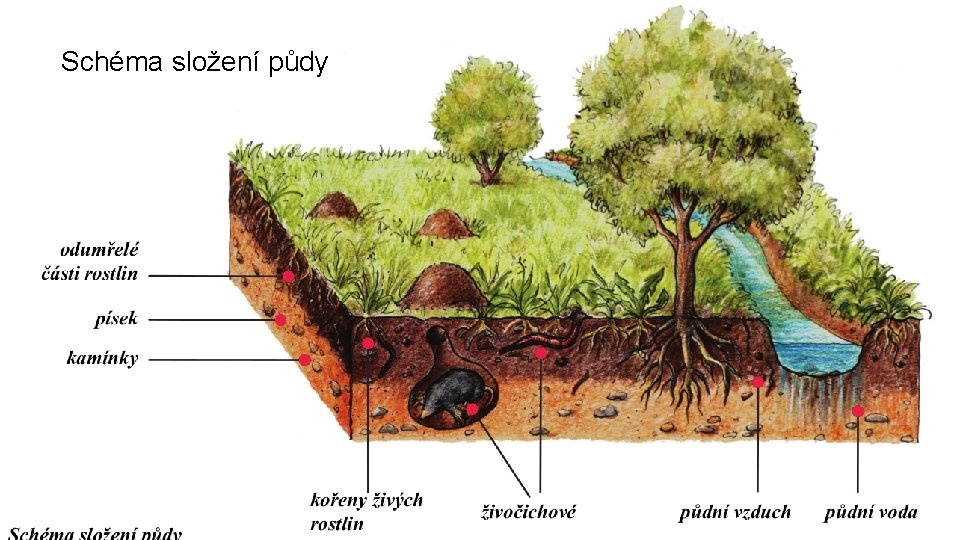 Schéma složení půdy Složení půdy 