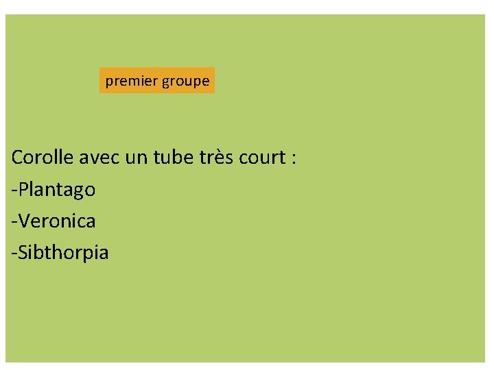 premier groupe Corolle avec un tube très court : -Plantago -Veronica -Sibthorpia premier groupe Corolle avec un tube très court : -Plantago -Veronica -Sibthorpia