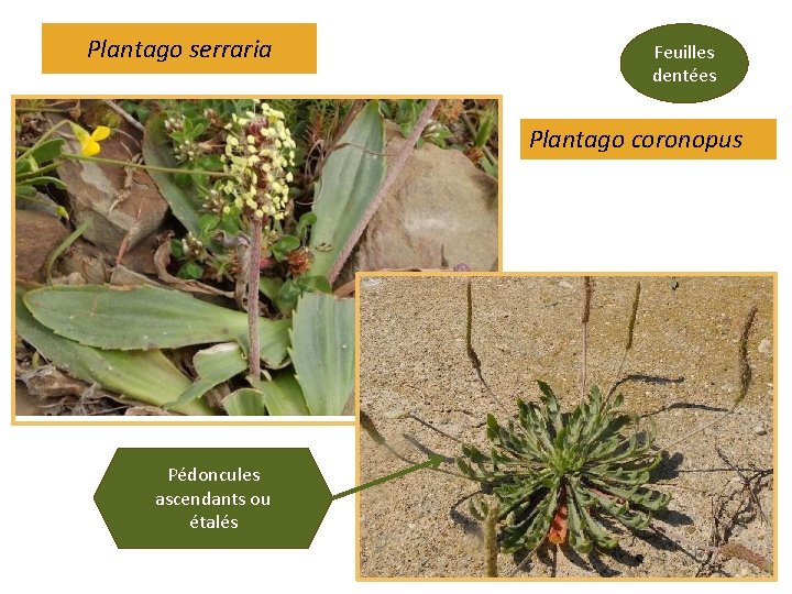 Plantago serraria Feuilles dentées Plantago coronopus Pédoncules ascendants ou étalés Plantago serraria Feuilles dentées Plantago coronopus Pédoncules ascendants ou étalés