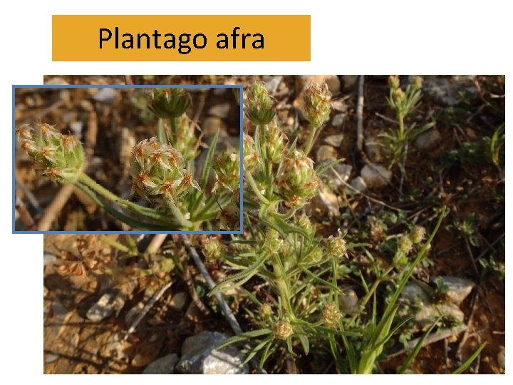 Plantago afra Plantago afra