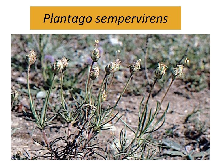 Plantago sempervirens 