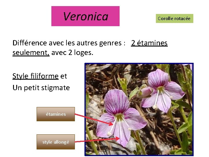 Veronica Corolle rotacée Différence avec les autres genres : 2 étamines seulement, avec 2