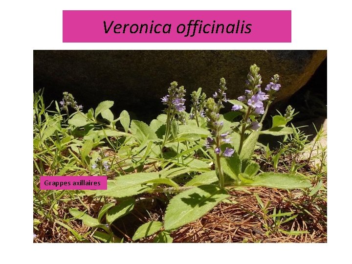 Veronica officinalis Grappes axillaires Veronica officinalis Grappes axillaires
