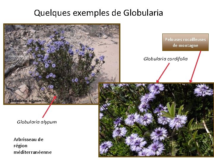Quelques exemples de Globularia Pelouses rocailleuses de montagne Globularia cordifolia Globularia alypum Arbrisseau de Quelques exemples de Globularia Pelouses rocailleuses de montagne Globularia cordifolia Globularia alypum Arbrisseau de