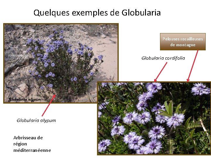 Quelques exemples de Globularia Pelouses rocailleuses de montagne Globularia cordifolia Globularia alypum Arbrisseau de