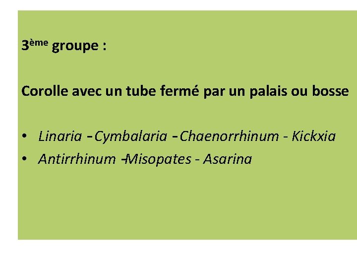 3ème groupe : Corolle avec un tube fermé par un palais ou bosse •