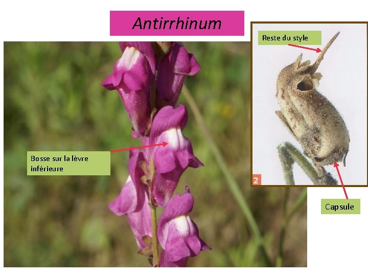 Antirrhinum Reste du style Bosse sur la lèvre inférieure Capsule 