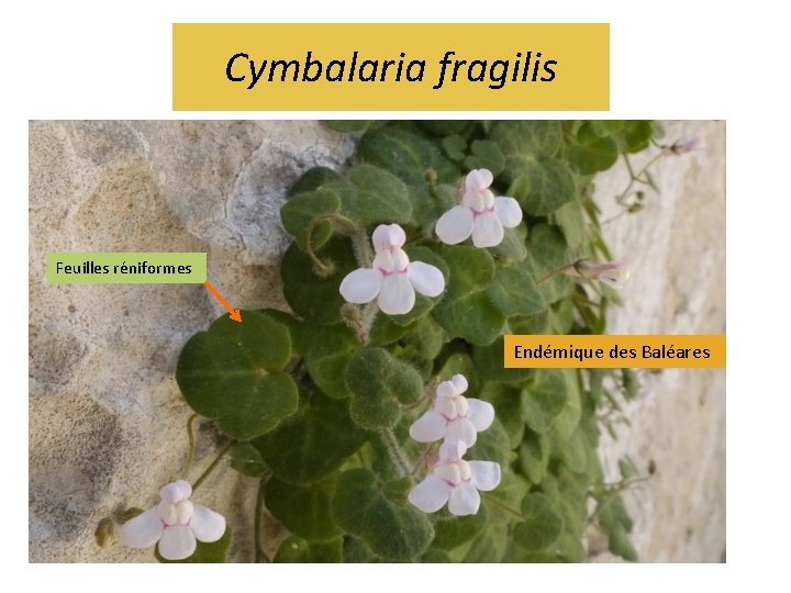 Cymbalaria fragilis Feuilles réniformes Endémique des Baléares 