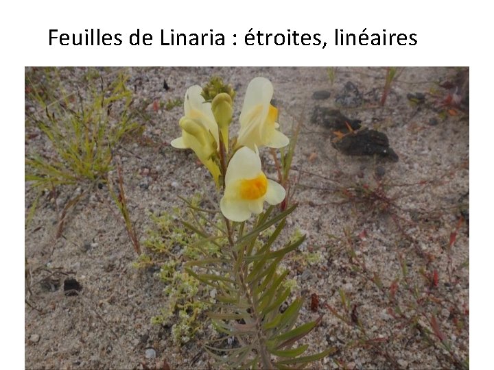 Feuilles de Linaria : étroites, linéaires 