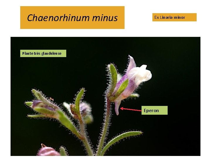 Chaenorhinum minus Ex Linaria minor Plante très glanduleuse Eperon 