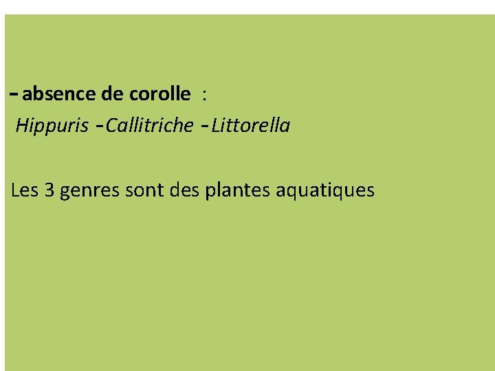 – absence de corolle : Hippuris – Callitriche – Littorella Les 3 genres sont