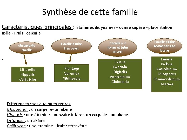 Synthèse de cette famille Caractéristiques principales : Etamines didynames – ovaire supère – placentation Synthèse de cette famille Caractéristiques principales : Etamines didynames – ovaire supère – placentation