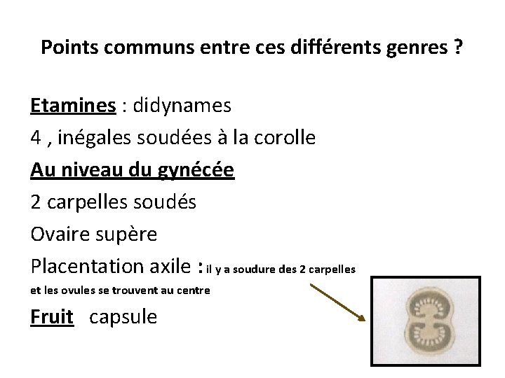 Points communs entre ces différents genres ? Etamines : didynames 4 , inégales soudées