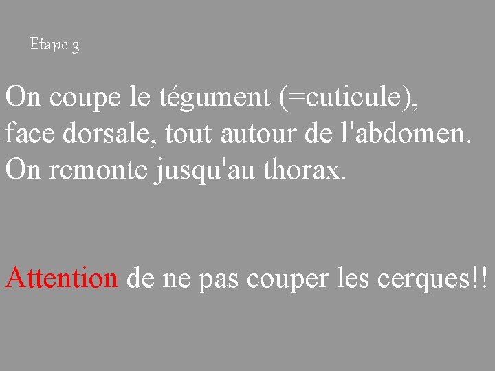 Etape 3 On coupe le tégument (=cuticule), face dorsale, tout autour de l'abdomen. On