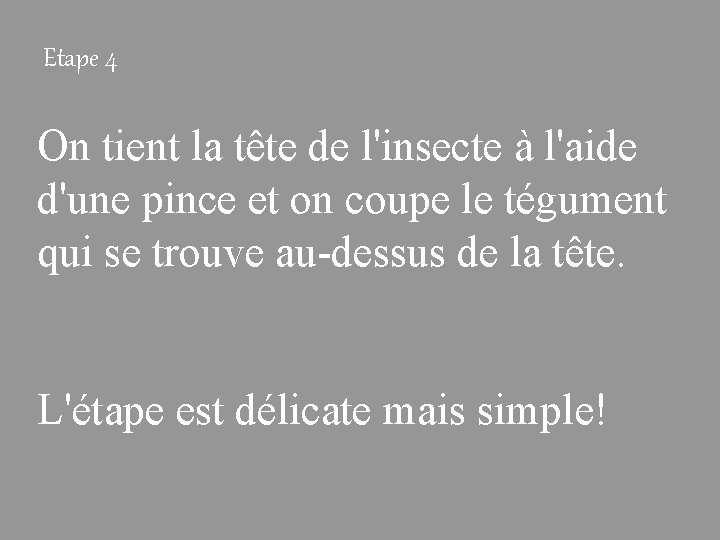 Etape 4 On tient la tête de l'insecte à l'aide d'une pince et on