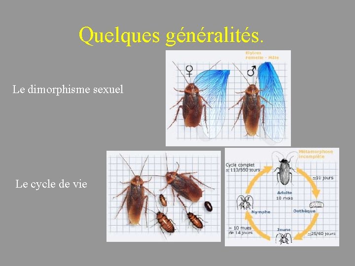 Quelques généralités. Le dimorphisme sexuel Le cycle de vie 