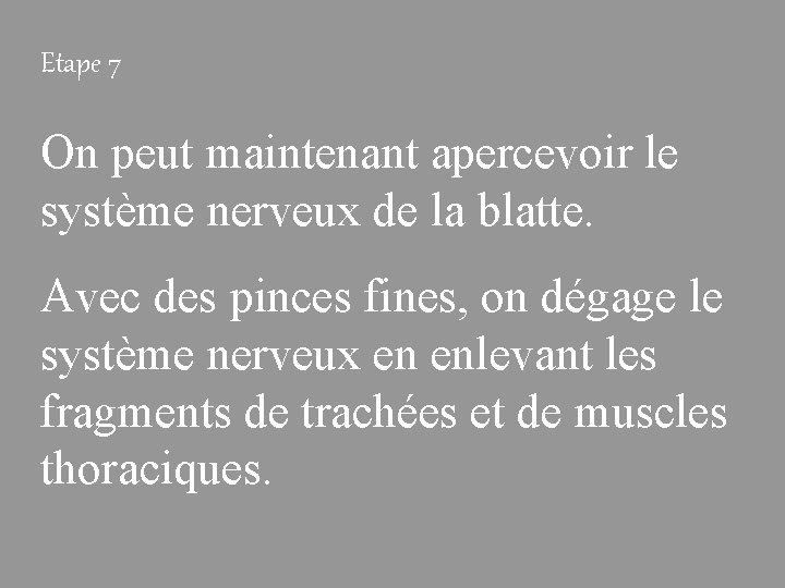 Etape 7 On peut maintenant apercevoir le système nerveux de la blatte. Avec des